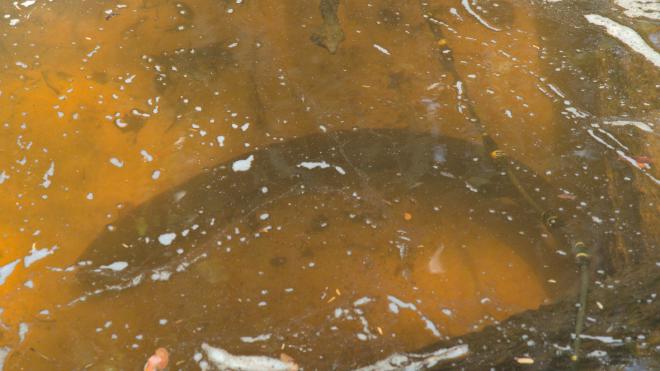 An electric eel passing by our recording electrodes on a tributary of the Rio Falsino.