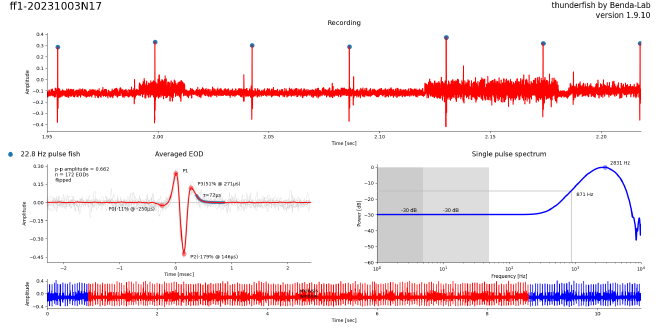 Recording and pulse waveform of a Gymnorhamphichthys in the sand.